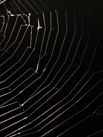 Soñar con arañas negras: enfréntate a tus miedos