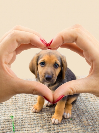 Animales de la suerte que traerán la fortuna a tu vida