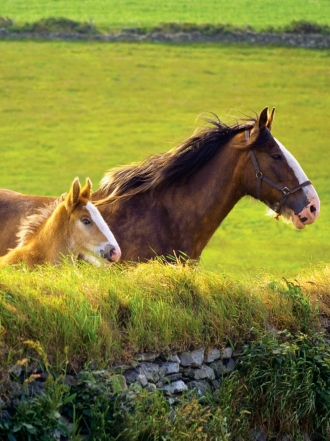 Soñar con una yegua: pasión en tus sueños