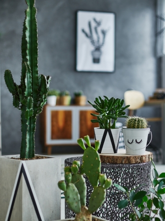 ¿Los cactus dan mala suerte? ¡Cuidado si tienes uno en casa!