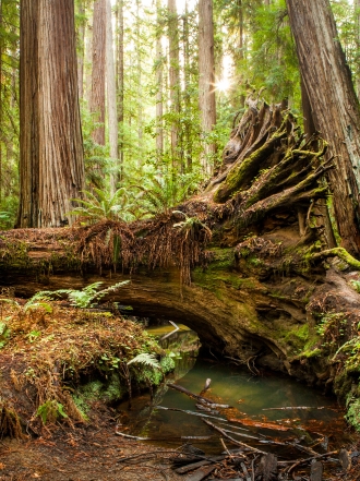 Soñar que un árbol se cae: no pierdas el equilibrio