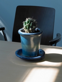 Soñar con un cactus: ¿estás a la defensiva?