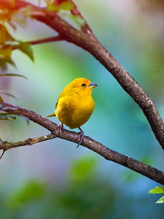 Soñar con un canario: llega la alegría a tu vida