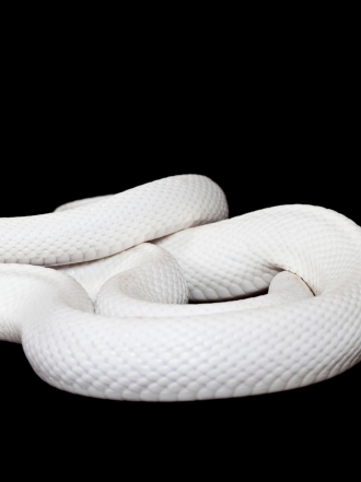 Soñar con serpientes blancas: el símbolo de las personas auténticas