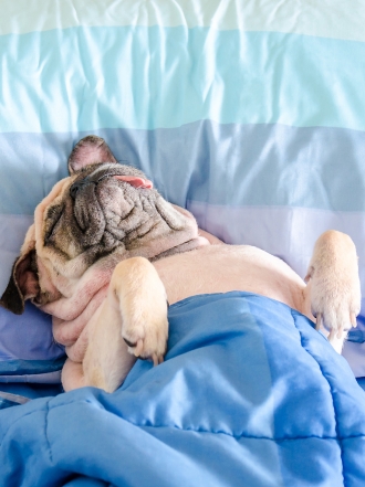 Qué sueñan los perros