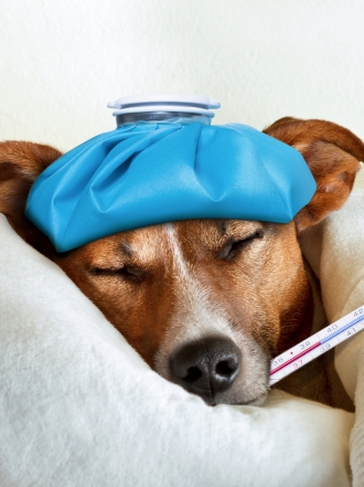 8 reconocibles señales de que tu perro tiene fiebre