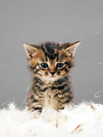 Soñar con gatos de colores: elimina la negatividad