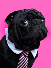 Soñar con un perro negro: recupera el optimismo