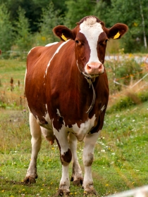 Soñar con vacas moradas: tu mejor momento
