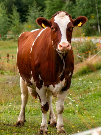 Soñar con vacas moradas: tu mejor momento