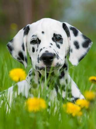 Los mejores nombres para perros con manchas