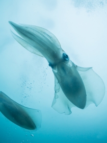 Soñar con calamares: sueños que te ayudan a mejorar