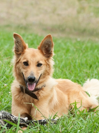 Los mejores nombres vascos para perros