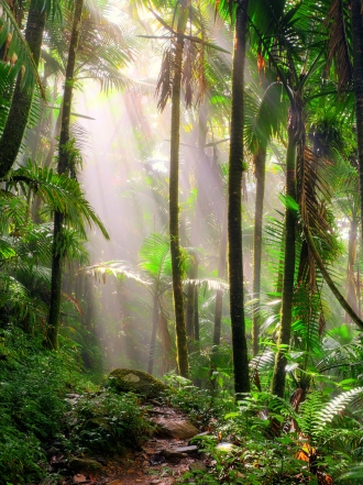 Soñar que vives en una selva: ¡a por todas!