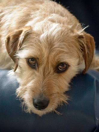 Adorables nombres para perros sin raza o mestizos