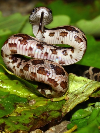 Ofidiofobia: ¿tienes miedo a las serpientes?