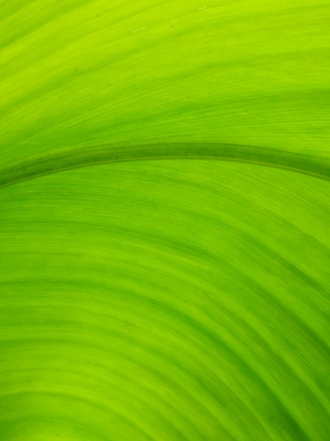 Clorofobia: el miedo al color verde existe