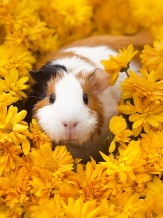 Soñar con cobayas: ¿estás experimentando?