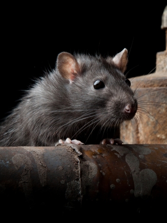 El significado de soñar que una rata te muerde