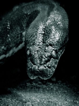 El Verdadero Significado De Sonar Con Serpientes Verdes