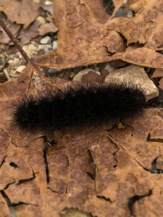 Soñar con gusanos negros: sin miedo al fracaso