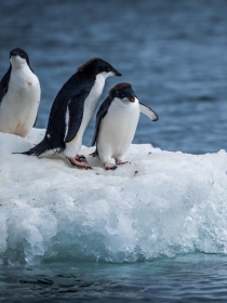 Soñar con pingüinos: acepta tus contradicciones