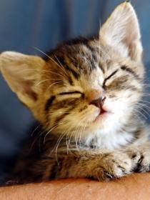 Soñar con cachorros de gatos: llena tu vida de buena energía