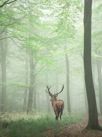 Soñar con ciervos: momentos de abundancia