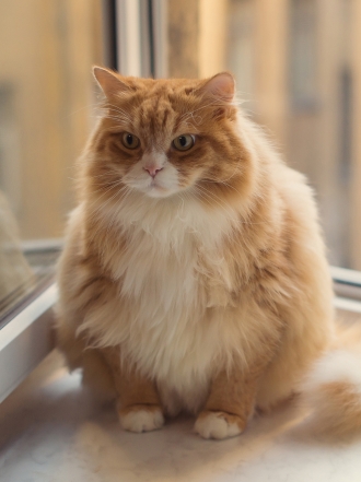 Ailurofobia: ¿tienes miedo a los gatos?