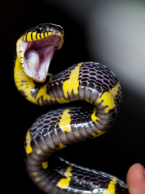 El peligro de soñar que una serpiente te muerde