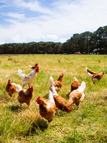 Soñar con pollos: tu independencia, en juego