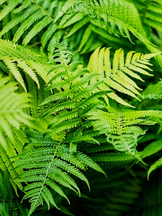 El significado de soñar con helechos: sigue creciendo