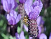 Entomofobia, el miedo a los insectos