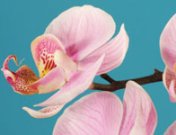 El Feng Shui en el amor: encuentra pareja o haz que funcione tu relación