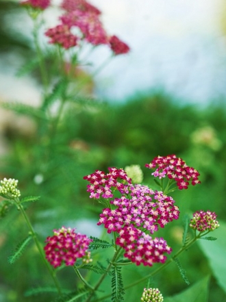 El poder curativo de la Aquilea: cuerpo y mente