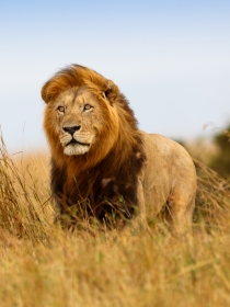Significado de los sueños con leones: soñar con el liderazgo