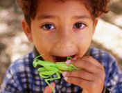 De la dieta Dukan a la dieta del insecto: comer bichos adelgaza y es barato