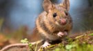 Soñar con ratones; descubre el significado de soñar con roedores
