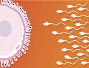 El moco cervical: qué es y para qué sirve