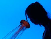 Helados y galletas de medusas, la nueva dieta antienvejecimiento