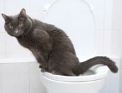 Gran Hermano de gatos: ¿dónde está la diferencia?