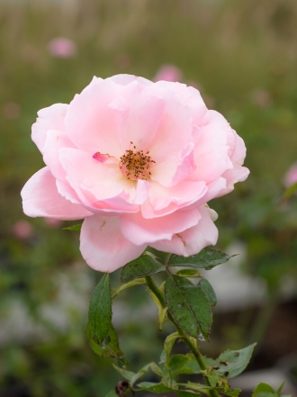 ¿Qué es la rosa mosqueta?