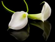 Cómo superar la depresión por la muerte de un ser querido