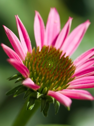 Equinácea: protege tus defensas de forma natural