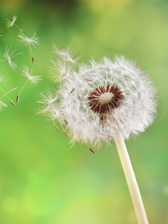 Adelgazar con el diente de león, una dieta natural