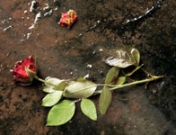 Historia de amor no correspondido: amor en solitario