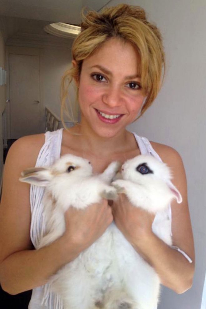 Mascotas famosos: Shakira y sus lindos conejitos