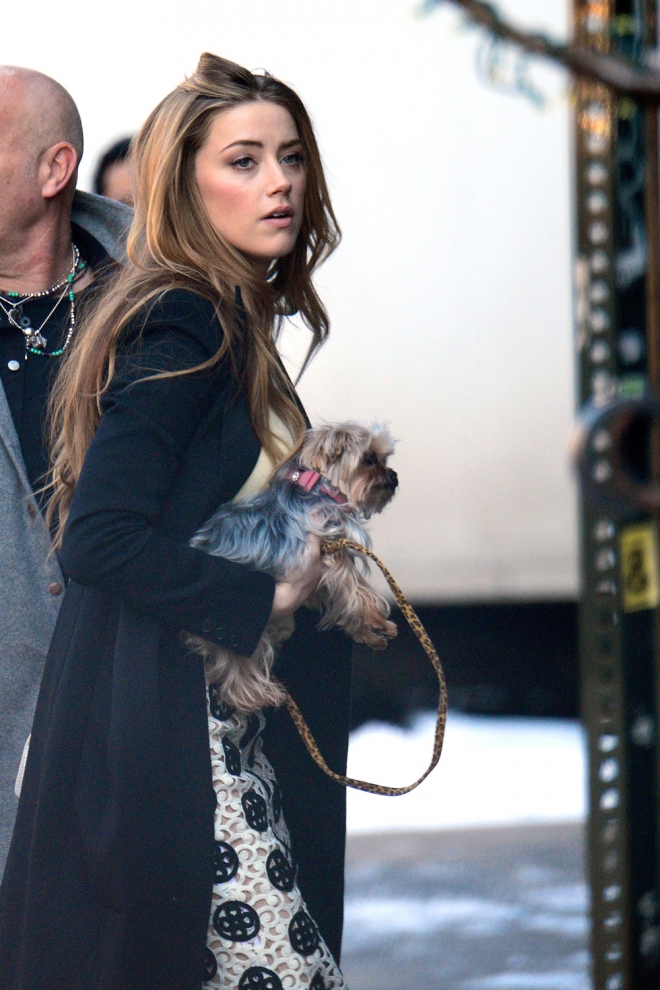 Perros de famosos: Boo y Pistol, los perros de Amber Heard y Johnny Depp