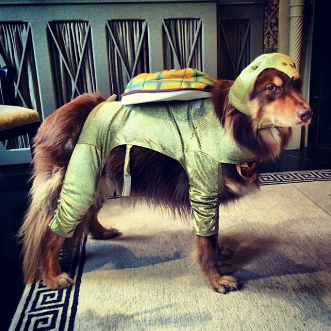 Disfraces perros: La mascota de Amanda Seyfried