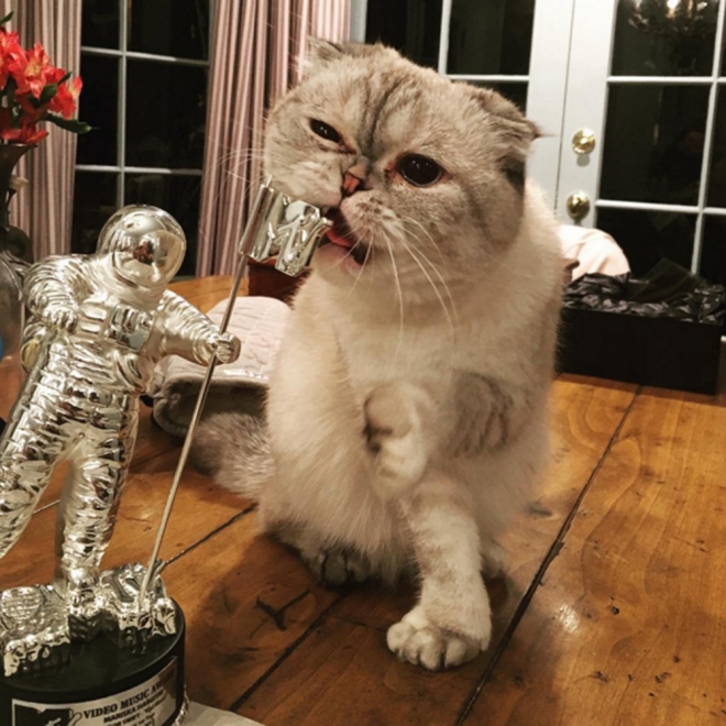 La gata de Taylor Swift, ganadora de un premios